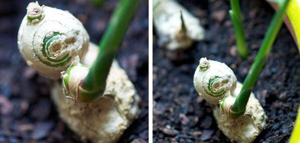 ginger root