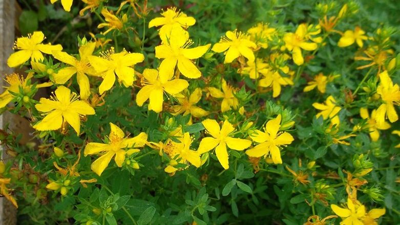 Does herbs increase male power