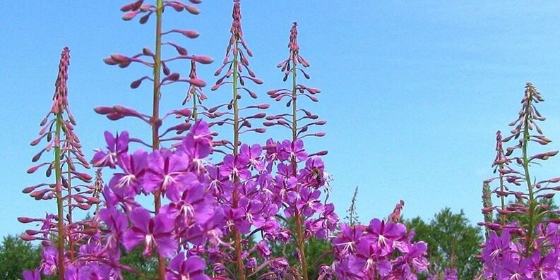 Herbs to increase strength in men